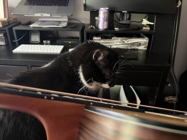 black and white cat sitting behind an acoustic guitar