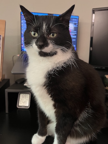 black and white cat blocking a computer monitor