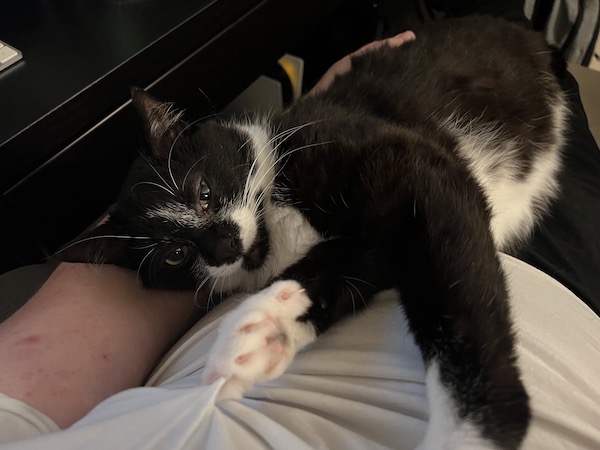 black and white cat laying in a person's lap with its front paw stretched out
