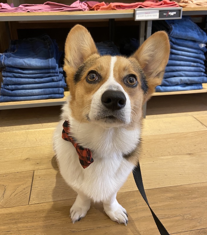 Tri-color corgi with red plaid bowtie sitting in the American Eagle store