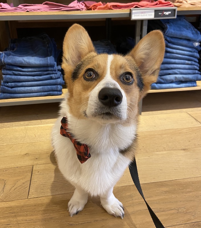 Tri-color corgi wearing a red plaid bow