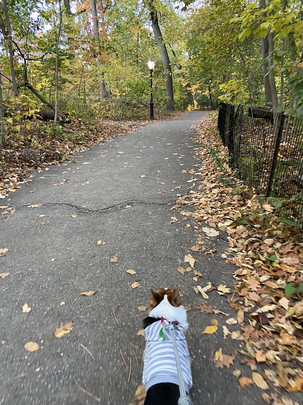 Corgi wearing dragon hoodie taking a walk in the park