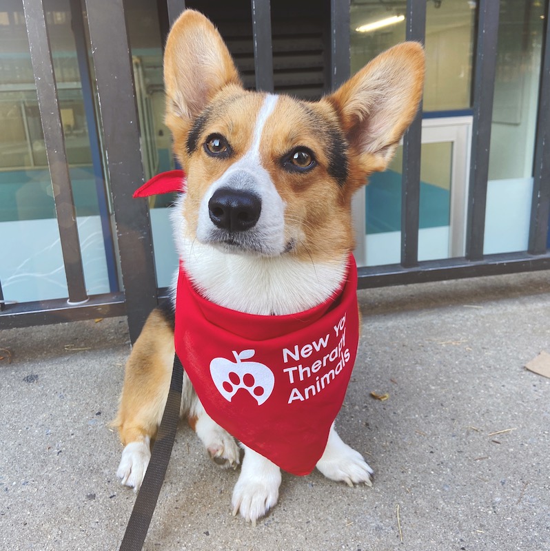 Tri-color corgi wearing a red scarf that says, "New York Therapy Animals"