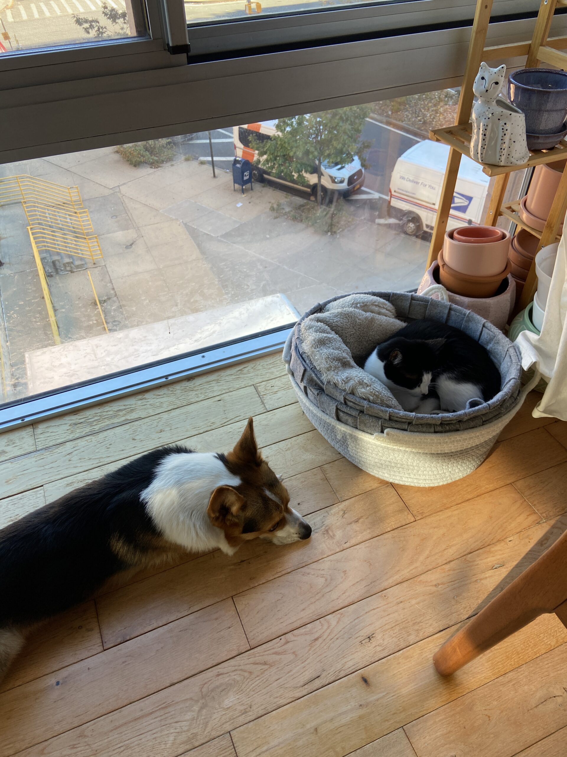 Tri-color corgi sleeping next to a black and white cat