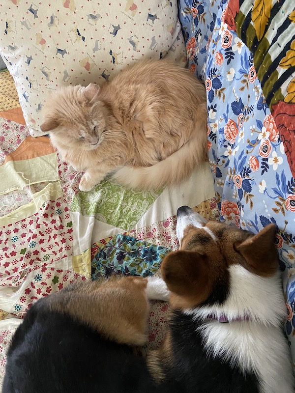 A corgi and a cat sleeping next to each other on a couch