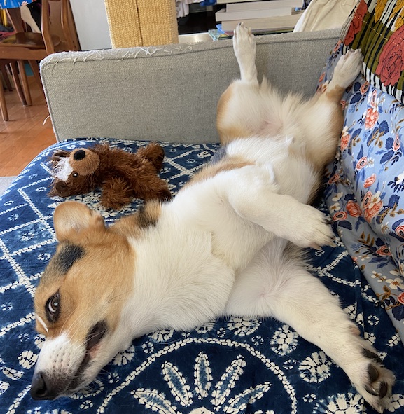 Tri-color corgi lying on couch and giving the side eye