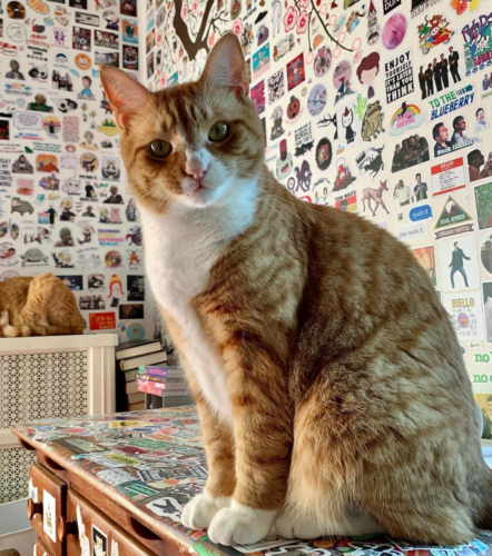 Orange cat sitting on a desk with its upper lip curled and its nose crinkled like it’s about to say something; photo by Liberty Hardy