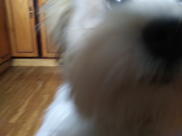 An extreme close-up of a Havenese puppy's face