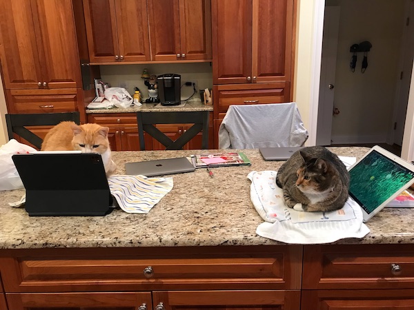 orange cat and brown tabby sitting on a kitchen island watching videos on two separate computers