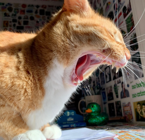 close up from the side of an orange cat yawning really wide; photo by Liberty Hardy