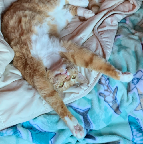 orange cat lying upside down with its front legs in the air; photo by Liberty Hardy