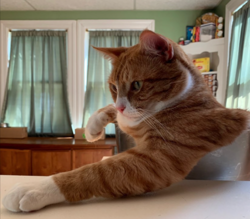 orange cat sitting in a silver bowl with one leg hanging over the side; photo by Liberty Hardy