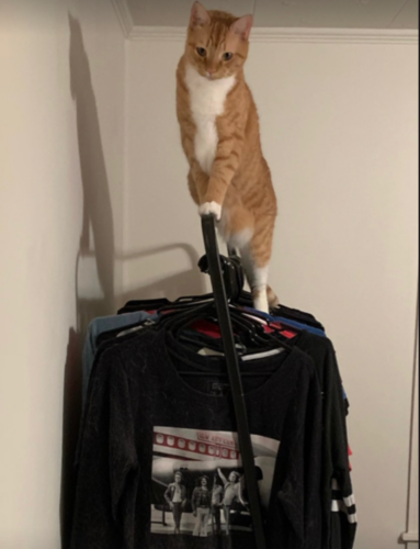 orange cat standing on top of a rack of clothing; photo by Liberty Hardy