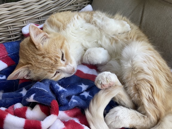 orange and white cat curled up on a red white and blue blanket