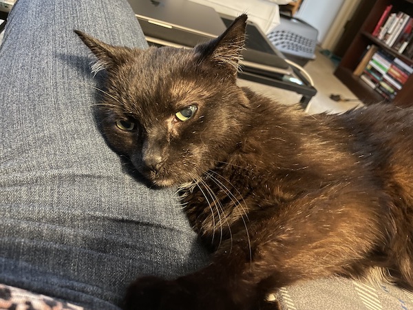 black cat resting its head on a person's leg