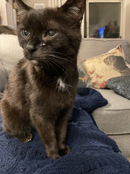 black cat with food crumbs below its eye and caught in its whiskers