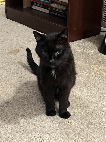 black cat looking at the camera with canned food on its nose and a sassy expression