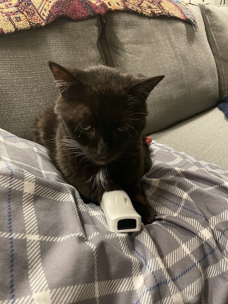black cat sitting on a gray plaid pillow with a Wii remote between its front paws