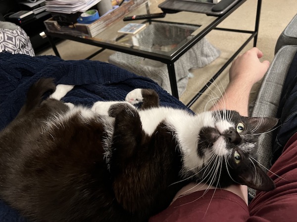 black and white cat lying on its back, looking up at a person out of frame