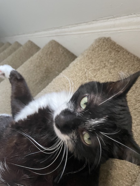 close up of black and white cat with long white whiskers laying on staircase