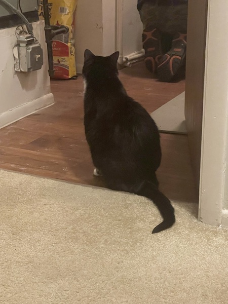 black cat standing in a doorway watching a man fix a water heater