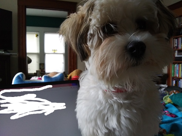A close-up of a Havanese puppy trying to block the author's view of her laptop