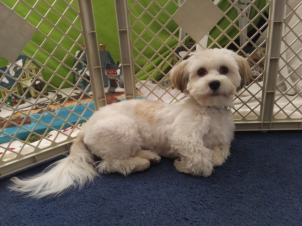 A Havanese puppy lying in front of some ceramic Christmas houses