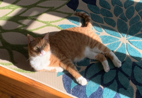 orange cat in a sunbeam on a multi-colored floral rug; photo by Liberty Hardy