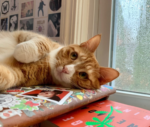 orange cat lying on a desk by a rainy window; photo by Liberty Hardy