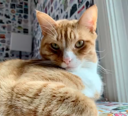 orange cat sitting in the sun on a desk, looking directly at the camera; photo by Liberty Hardy