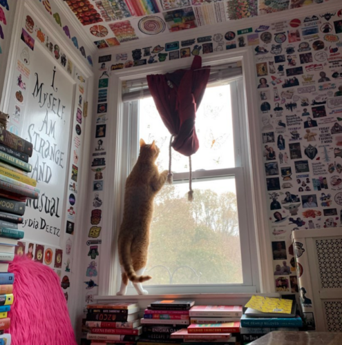 orange cat standing on the window ledge looking outside; photo by Liberty Hardy