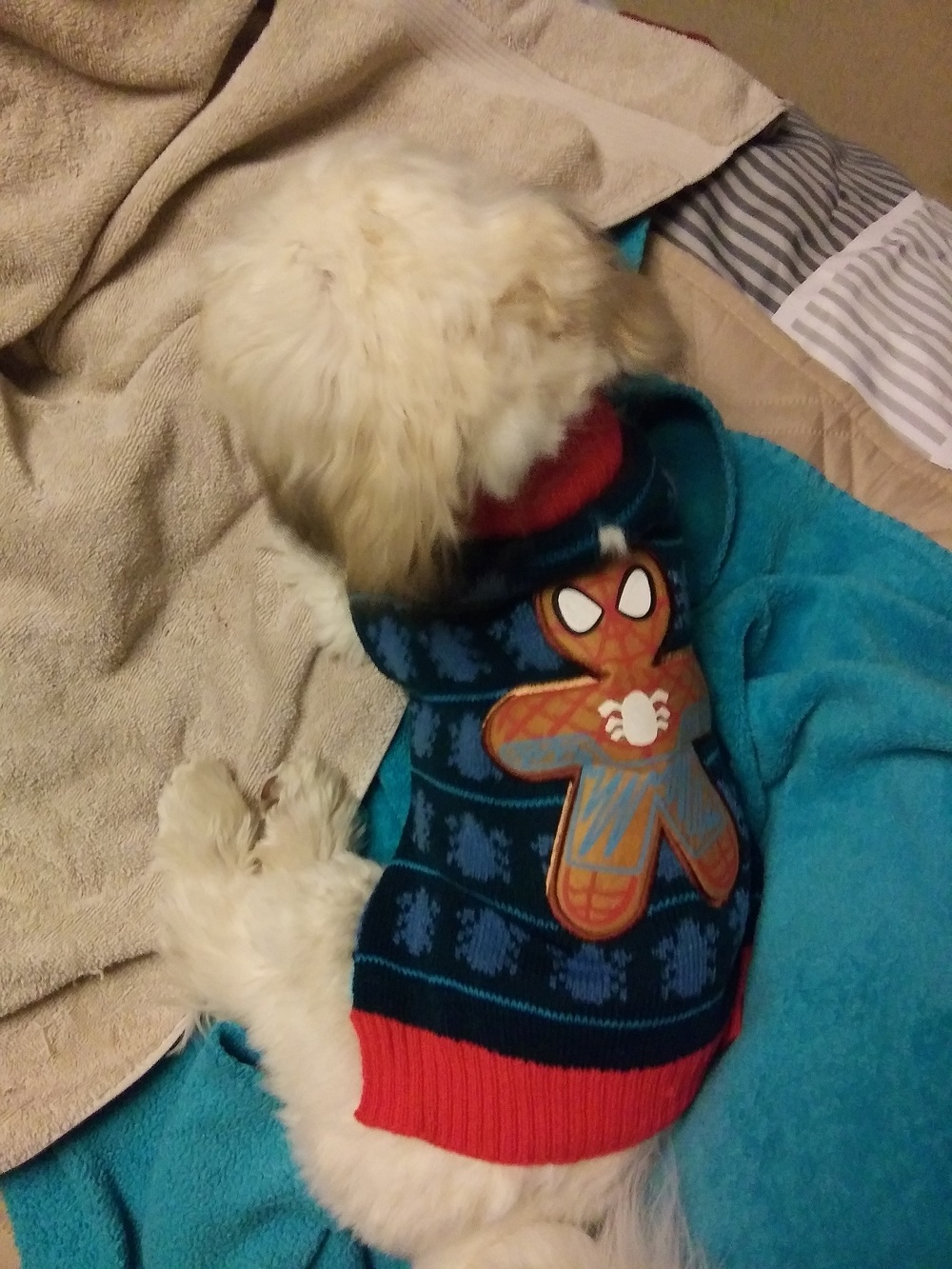 A white and brown Havanese wearing a blue sweater with an image of a Spider-Man-themed gingerbread cookie