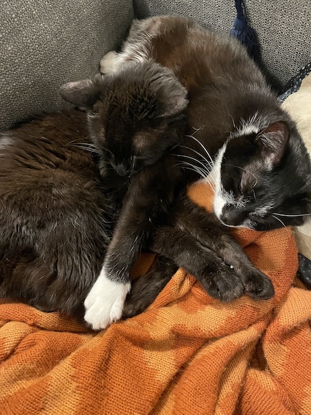 black cat and a black and white cat laying on an orange blanket with their front paws crossed