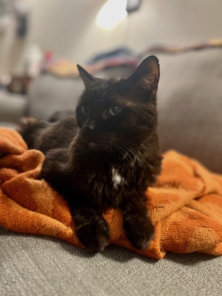 portrait-style photo of a black cat laying on an orange blanket looking into the distance