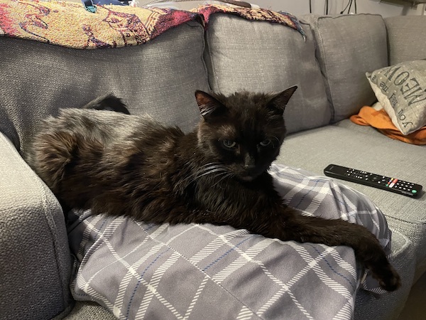 black cat laying on a gray plaid pillow with its front paw stretched out