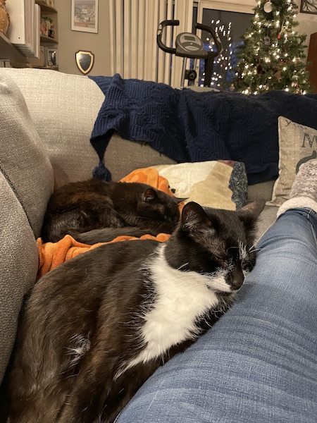 a black and white cat and a black cat sleeping against a woman's leg