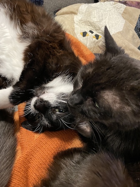 a black cat and a black and white cat laying on an orange blanket with their heads close together