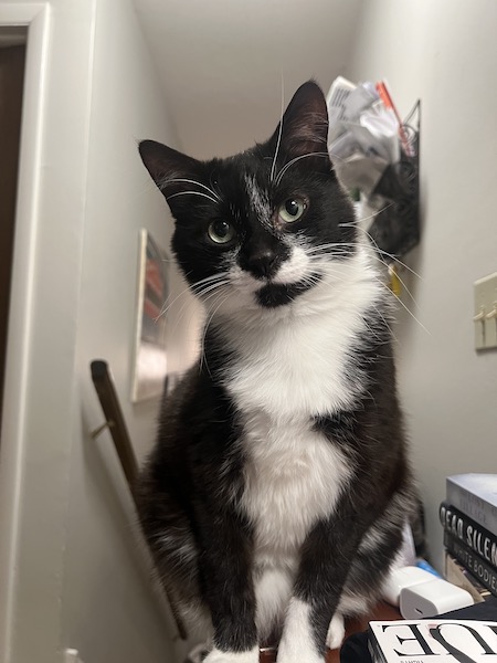 black and white cat sitting in front of a mail organizer