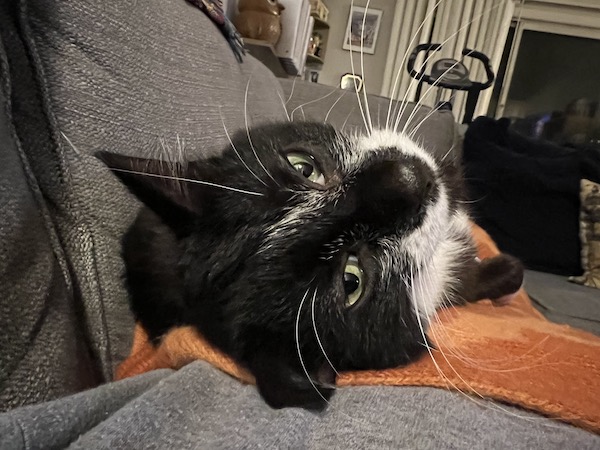 black and white cat laying on an orange blanket with its head tilted