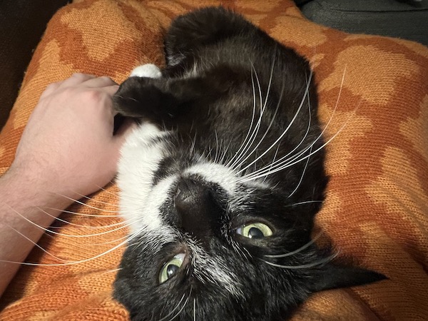 black and white cat laying on an orange blanket, looking upside down at the camera