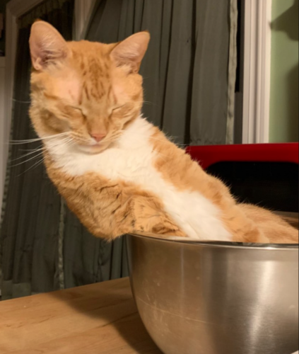 orange cat asleep sitting up and leaning to the side in a silver mixing bowl; photo by Liberty Hardy