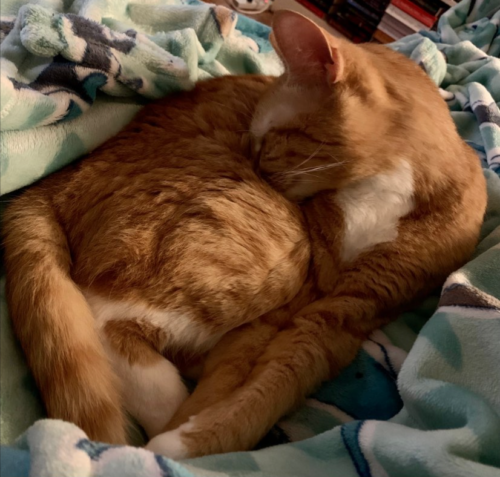 orange cat asleep with its face tucked into its side; photo by Liberty Hardy