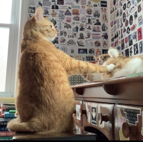 orange cat on a stool placing its paw on the bellyy of another orange cat lying on a desk; photo by Liberty Hardy.jpg