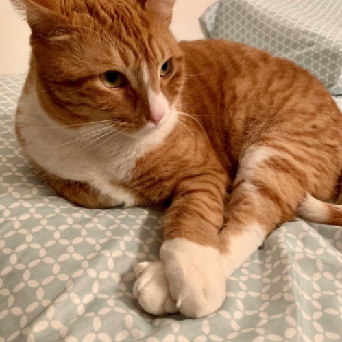 orange cat with its front paw resting on its back paw; photo by Liberty Hardy