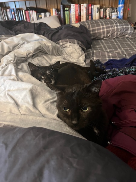 black cat and black and white cat laying on an unmade bed