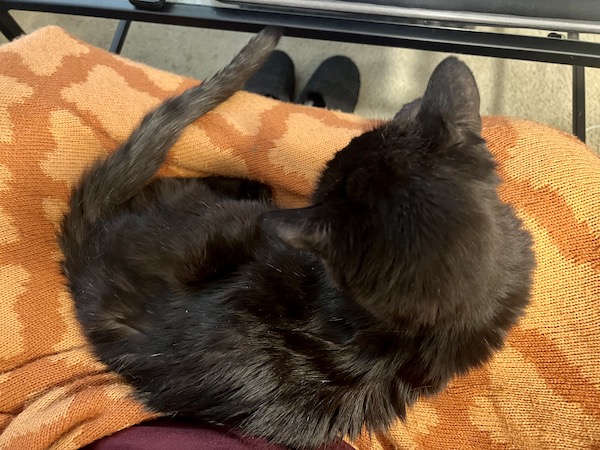 top-down view of a black cat sitting on an orange blanket