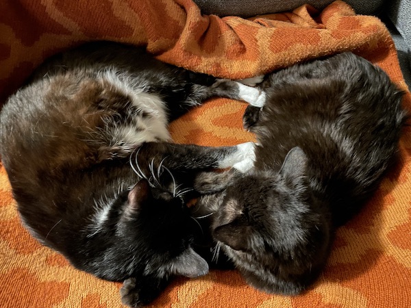 two dark cats sleeping in a circle on an orange blanket