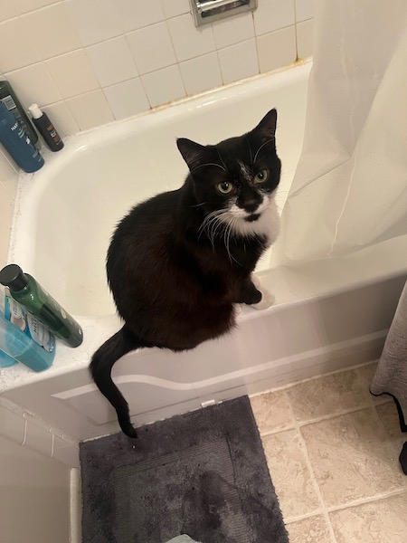 black and white cat sitting on the edge of a white bath tub