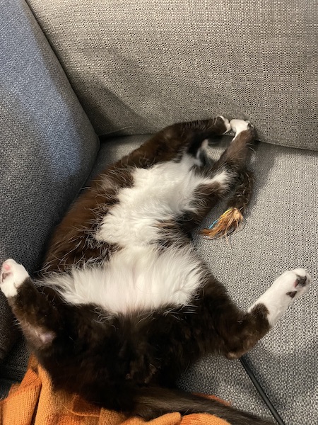 black and white cat laying on its back with its hind legs spread out