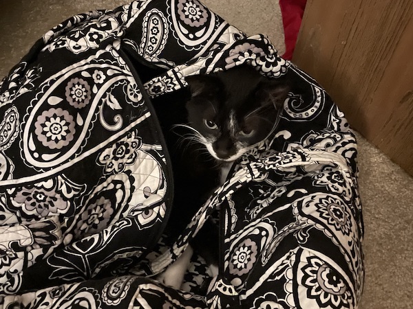 black and white cat camouflaged in a duffel bag with a black and white floral print